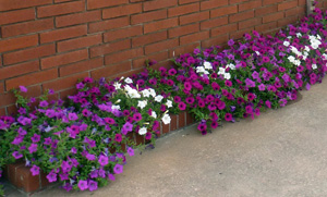 Pink, purple and white petunias against a darker brick building background.